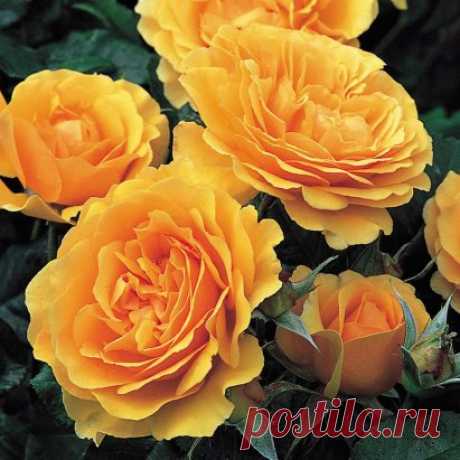 СОРТ: Amber Queen
Оригинатор 	Harkness Англия, 1983
Высота куста 	80-100 см
Ширина куста 	120 см
Окраска цветка 	янтарный
Аромат 	средний
Размер цветка 	7-8 см