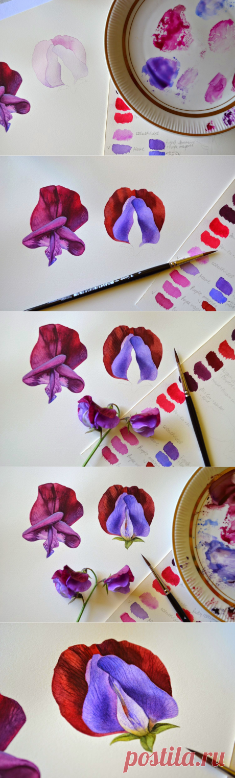 Botanical and Nature Art by Krzysztof Kowalski: [Sweet Pea] Next challenge