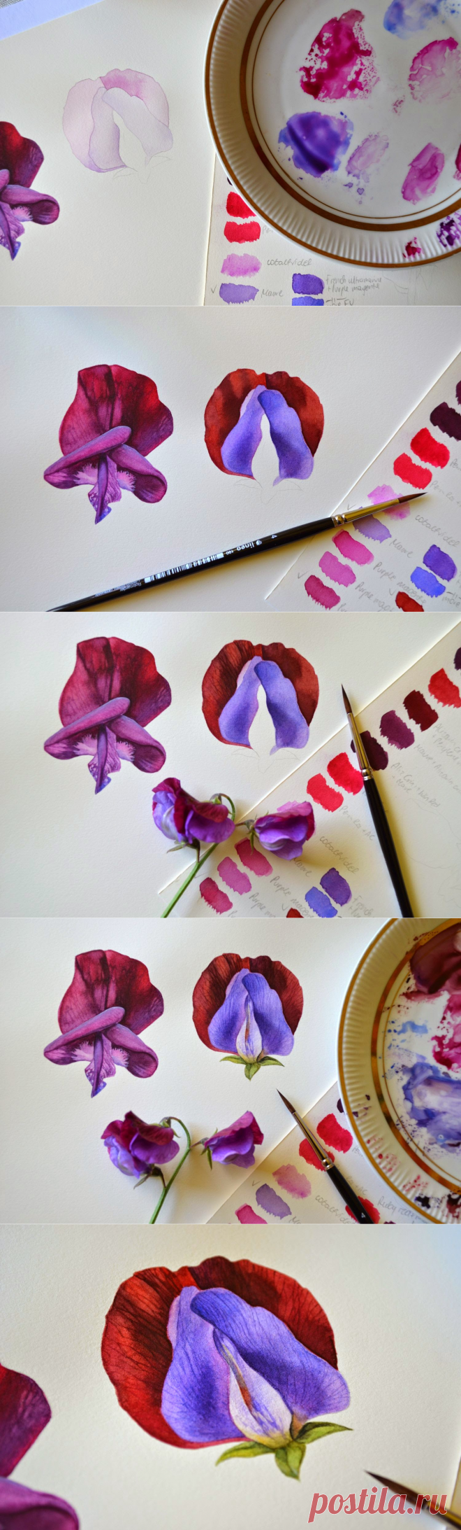 Botanical and Nature Art by Krzysztof Kowalski: [Sweet Pea] Next challenge