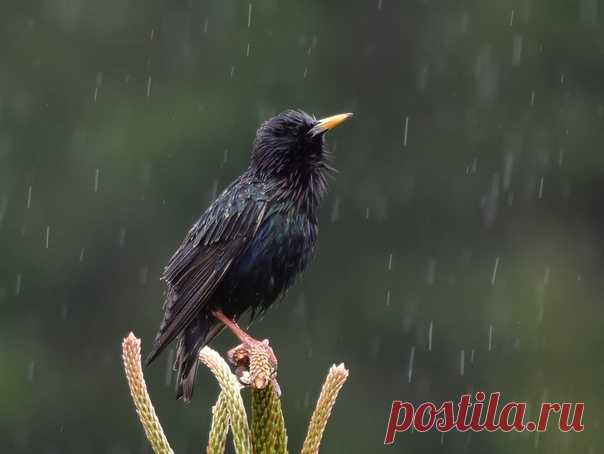 Любите весенние дожди? Мы — да! И этот скворец на снимке Александра Чегодаева (nat-geo.ru/community/user/44072/), кажется, тоже.