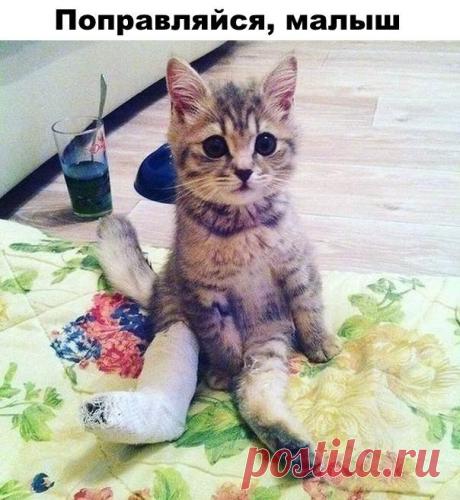 Прикольные картинки и зачетные фотографии с надписями для поднятия настроения на весь день ( 15 фото ) . Тут забавно !!!