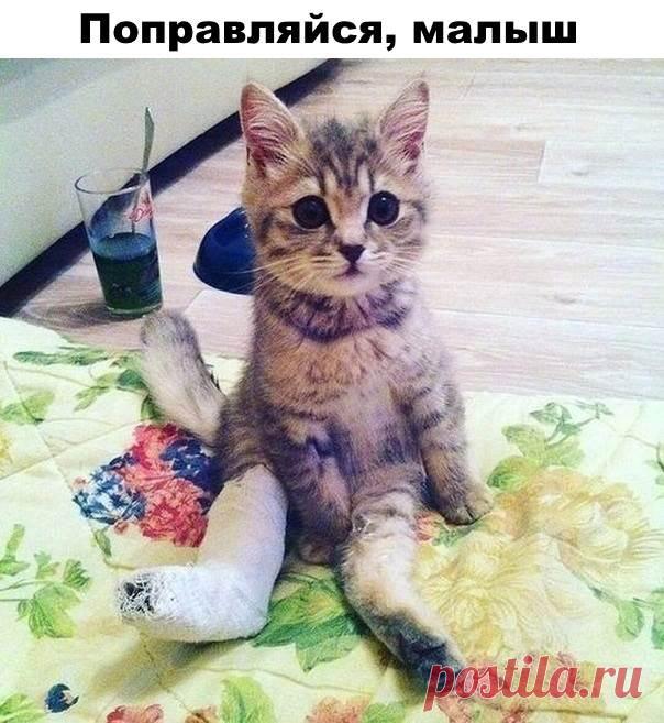 Прикольные картинки и зачетные фотографии с надписями для поднятия настроения на весь день ( 15 фото ) . Тут забавно !!!