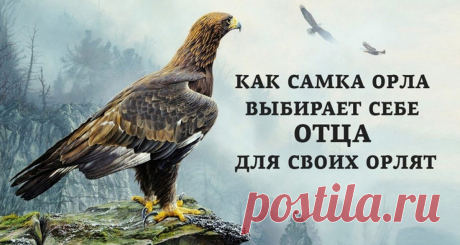Поучительная история: как орлица выбирает отца для будущих орлят - Все самое интересное! Ответственность. Многие родители забывают о этом понятии, подходя к воспитанию ребенка. Кажется,...