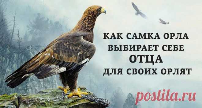 Поучительная история: как орлица выбирает отца для будущих орлят - Все самое интересное! Ответственность. Многие родители забывают о этом понятии, подходя к воспитанию ребенка. Кажется,...