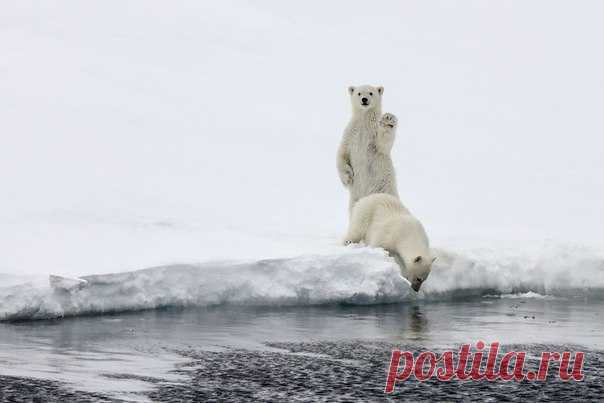 Горячий утренний привет со льдов Арктики! Автор фото – Николай Гернет: nat-geo.ru/photo/user/16494/
