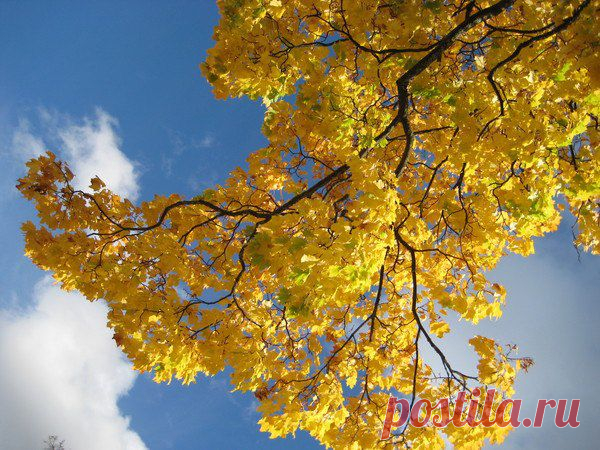 Вера Скворцова