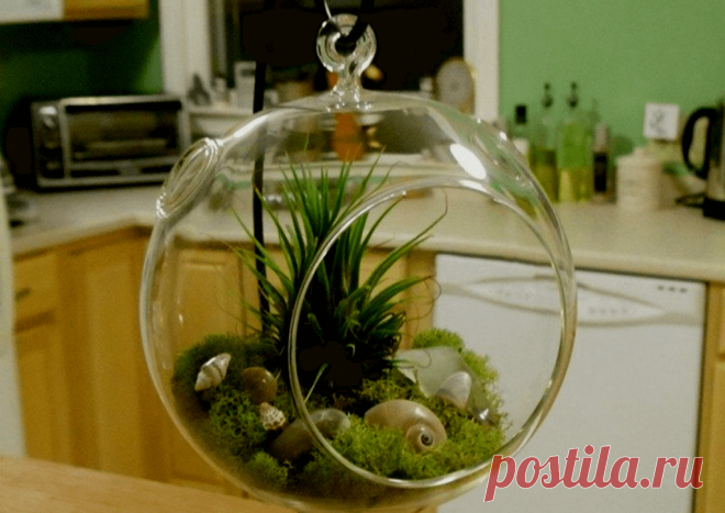 Флорариумы: виды, описание, идеи оформления ~ Planetalsad