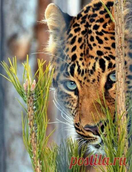 leopard