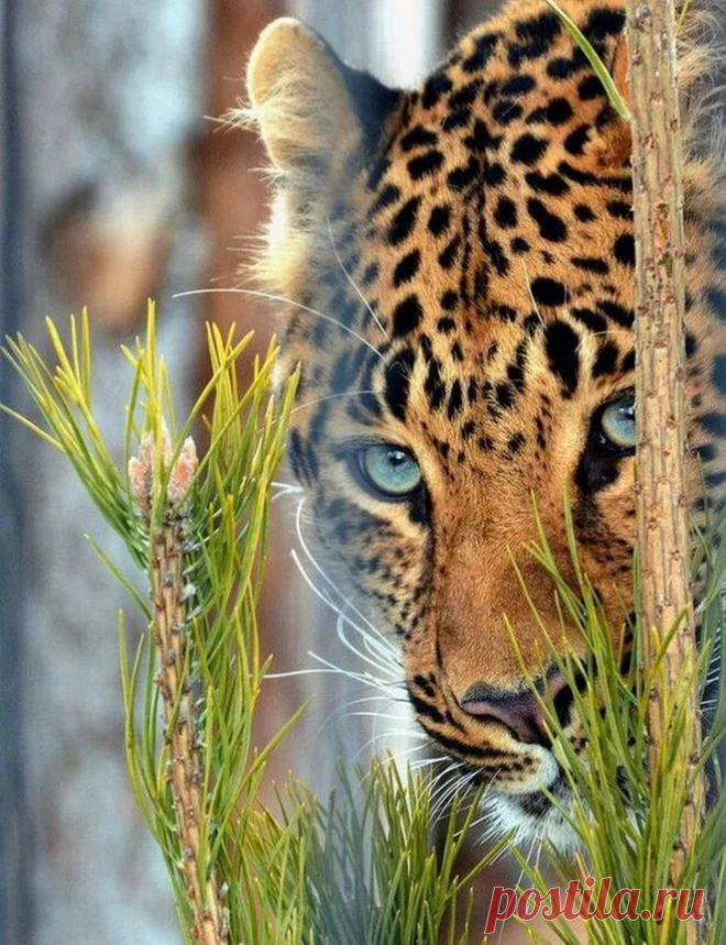 leopard