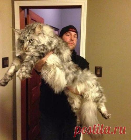 котики Поиск