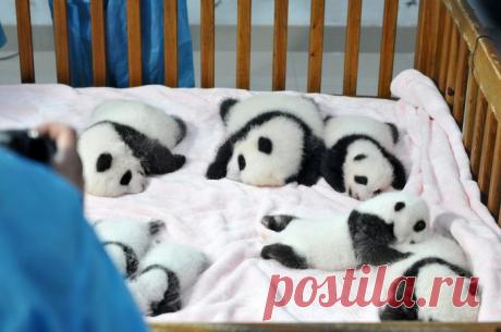 Потрясающие фото детенышей панды, которые моментально поднимут вам настроение
