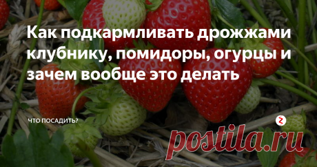 Как подкармливать дрожжами клубнику, помидоры, огурцы и зачем вообще это делать Подкормка с дрожжами — универсальное средство практически для всех известных культур. Такое жидкое удобрение придется &quot;по вкусу&quot; комнатным и садовым цветам, ягодам, овощам, фруктам и даже корнеплодам. Себестоимость удобрения копеечная, а результат превосходный.
Чем полезна дрожжевая подкормка
Дрожжевая подкормка имеет в составе целый комплекс полезных веществ и стимулирует:
Рост корней