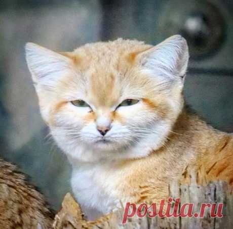Sandcat