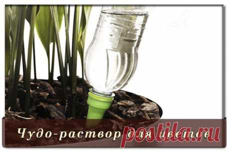 Чудо-раствор для цветов