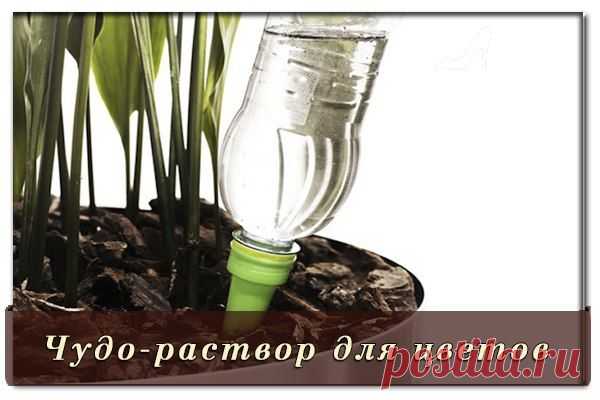 Чудо-раствор для цветов