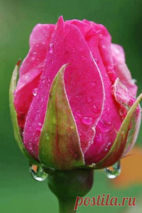 Pinterest
