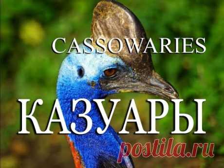 Казуары — Сassowaries - YouTube