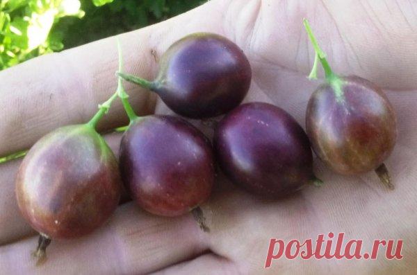 Ягодная капель - крыжовник сорта Черная капля