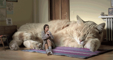 Смешные котята и кошки на фото