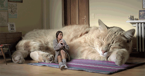Смешные котята и кошки на фото