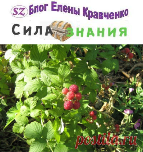 Уход за малиной осенью, обрезка, и подготовка к зиме