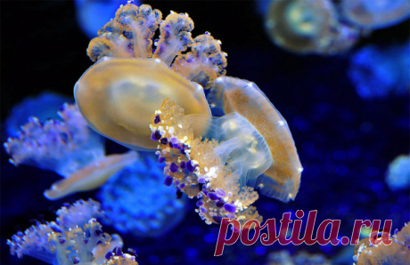 30 фото медуз — самых невероятных морских обитателей