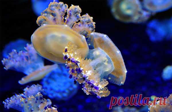 30 фото медуз — самых невероятных морских обитателей