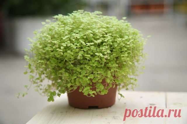 Солейролия: фото, советы и рекомендации по уходу | flori-da.ru