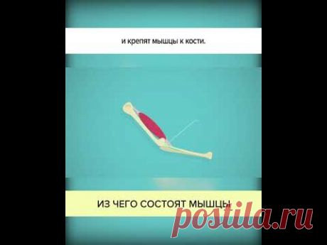 Из чего состоят МЫШЦЫ? Полный ролик в комментариях! #shorts