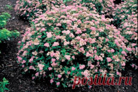 Купить саженцы спирея японская альбифлора и декоративные кустарники