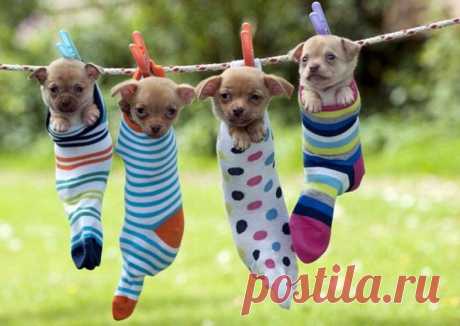 Как правильно сушить щенят после купания