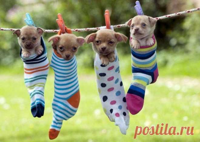 Как правильно сушить щенят после купания