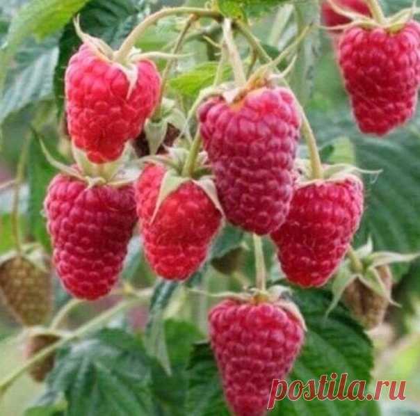 #Поворот#на#огород#
Обрезка РЕМОНТАНТНОЙ малины.
Важный момент, если вы хотите собирать хороший урожай как можно дольше.

Существует 2 способа обрезки:
Показать полностью...