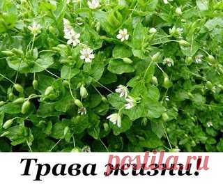 Трава ЖИЗНИ! 


Мокрица Омолаживает, улучшает кровь память зрение и в целом весь организм! 

мокрица – это истинная кладовая полезных веществ. Особенно много в ней витаминов «С» и «Е», и редкого для растений витам…