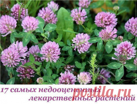 17 самых недооцененных лекарственных растений