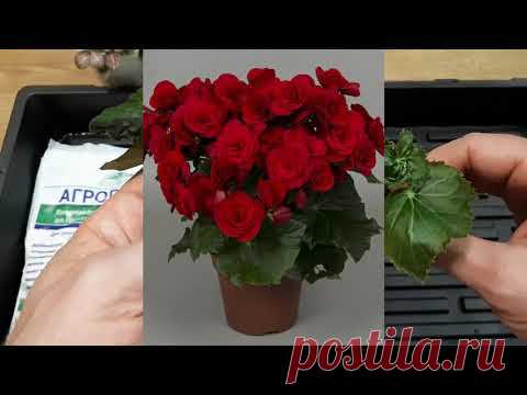 Мой метод посадки. Посадил - забыл - достал с корнями! Размножение бегонии Элатиор
