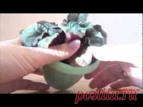 Как формировать красивую розетку у фиалки - YouTube