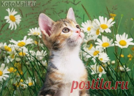 Любитель ромашек!
