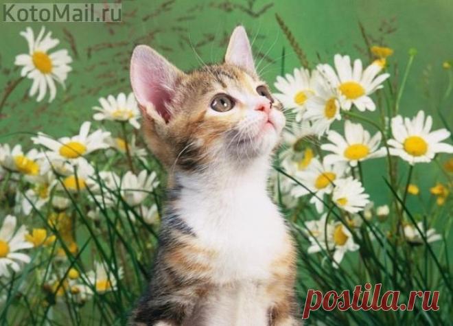 Любитель ромашек!