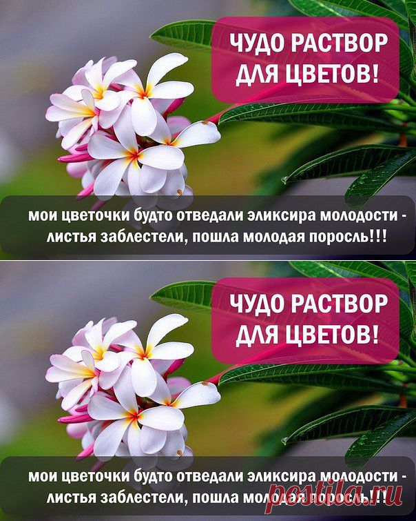 ЧУДО РАСТВОР ДЛЯ ЦВЕТОВ.