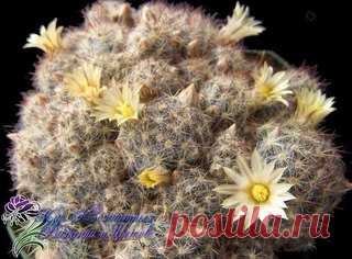 Кактус маммиллярия: уход, размножение, виды

Род Маммиллярия (Mammillaria) – один из крупнейших в семействе Кактусовые (Cactaceae). На сегодняшний день он насчитывает, по разным данным, от 145 до 300 видов, большинство из которых обитает в Мексике и небольшая доля – в Вест-Индии, юго-западных областях США, Гватемале, Колумбии, Гондурасе и Венесуэле.
Показать полностью…