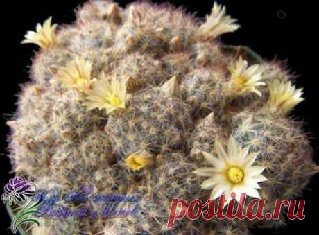 Кактус маммиллярия: уход, размножение, виды

Род Маммиллярия (Mammillaria) – один из крупнейших в семействе Кактусовые (Cactaceae). На сегодняшний день он насчитывает, по разным данным, от 145 до 300 видов, большинство из которых обитает в Мексике и небольшая доля – в Вест-Индии, юго-западных областях США, Гватемале, Колумбии, Гондурасе и Венесуэле.
Показать полностью…