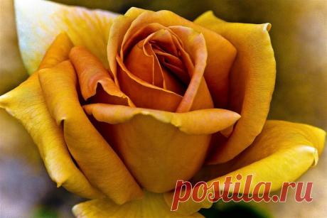 Письмо «сообщение Schamada : Очаровательные розы фотографа Jack o' Lantern (21:50 12-05-2014) [3907317/324332725]» — Schamada — Яндекс.Почта