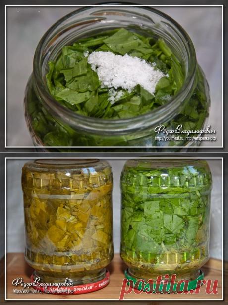 Щавель на зиму. | Домашние рецепты