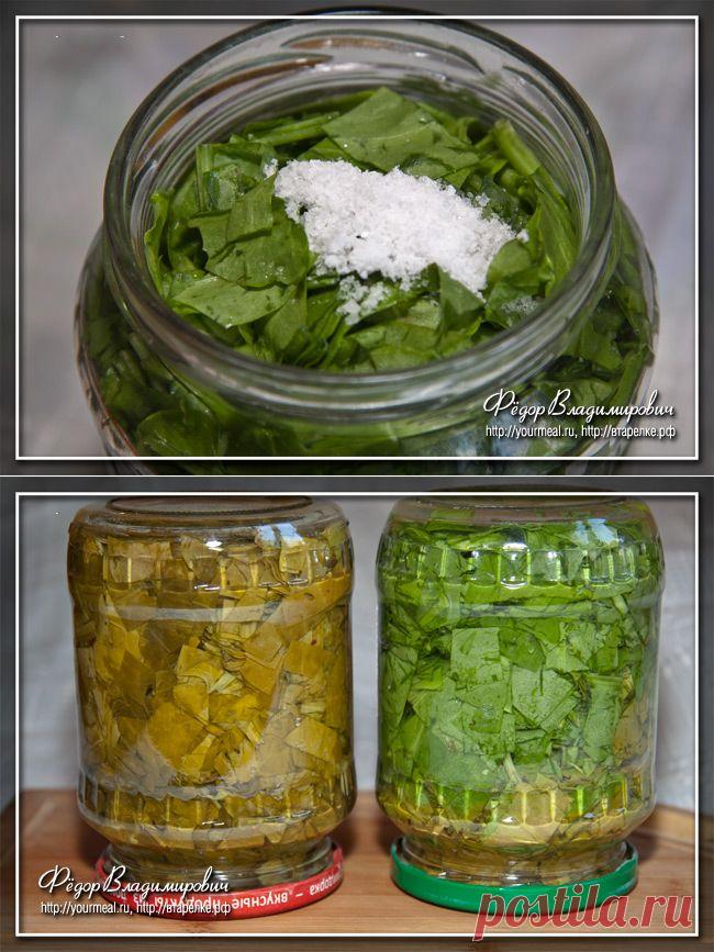 Щавель на зиму. | Домашние рецепты