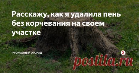 Расскажу, как я удалила пень без корчевания на своем участке Добрый день, огородники и садоводы!
Расскажу, как я удалила пень без корчевания на своем участке. Возможно, вам будет мой опыт полезен. Причем, поделюсь несколькими способами, так как нужно было удалить 3 пня и я провела некоторые эксперименты.
Подписывайтесь на Урожайный огород! Ставьте палец вверх и обязательно оставляйте комментарии
Перед тем, как удалить пень без корчевания с участка, я долго