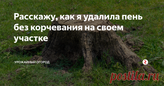 Расскажу, как я удалила пень без корчевания на своем участке Добрый день, огородники и садоводы!
Расскажу, как я удалила пень без корчевания на своем участке. Возможно, вам будет мой опыт полезен. Причем, поделюсь несколькими способами, так как нужно было удалить 3 пня и я провела некоторые эксперименты.
Подписывайтесь на Урожайный огород! Ставьте палец вверх и обязательно оставляйте комментарии
Перед тем, как удалить пень без корчевания с участка, я долго