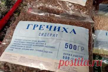 Зачем сажать сидераты в сентябре: что выбрать для максимального эффекта. Плотный зеленый покров подавляет рост осенних сорняков.