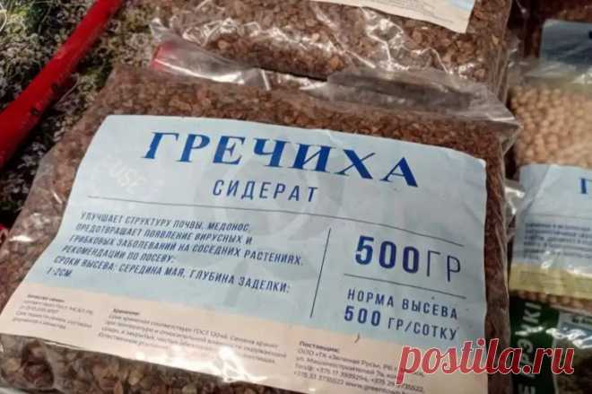 Зачем сажать сидераты в сентябре: что выбрать для максимального эффекта. Плотный зеленый покров подавляет рост осенних сорняков.