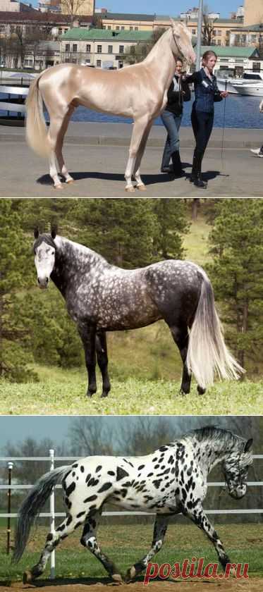 Редкие масти лошадей | ТАЙНЫ  ПЛАНЕТЫ  ЗЕМЛЯ